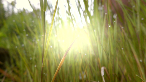 Flora Grass Green Lawn Publicdomain (17).jpg