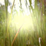 Flora Grass Green Lawn Publicdomain (17)