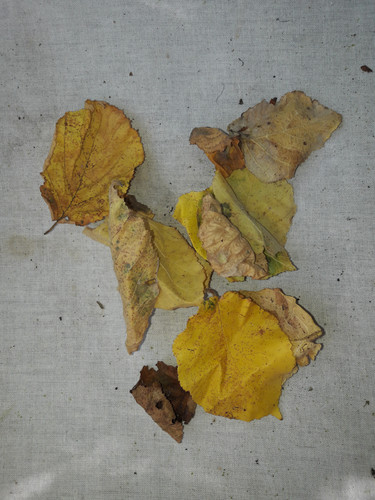 Nature In The Wilds.jpg