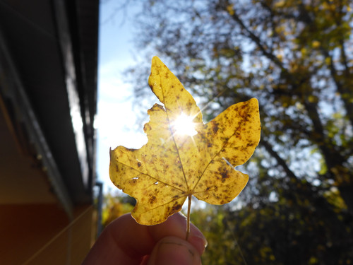 Flora Leafs A Tree Publicdomain (8).jpg