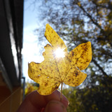 Flora Leafs A Tree Publicdomain (8)