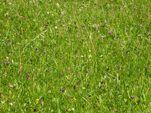 Green Land Hills.jpg