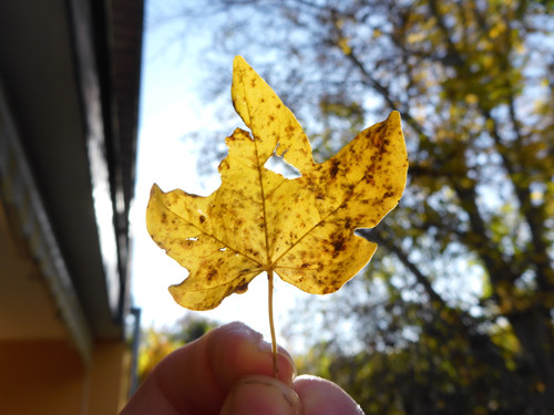 Flora Leafs A Tree Publicdomain (5).jpg