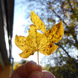 Flora Leafs A Tree Publicdomain (5)