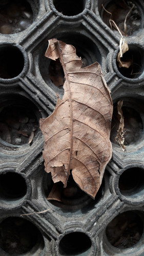 Green Grass Flowers.jpg