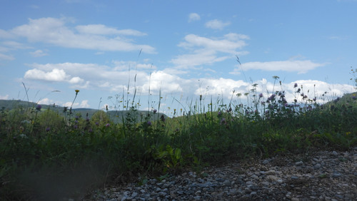 Flora Grass Green Lawn Publicdomain (19).jpg