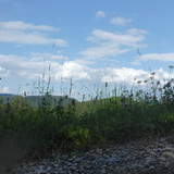 Flora Grass Green Lawn Publicdomain (19)