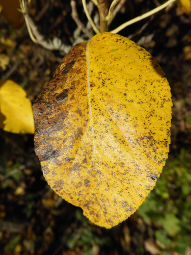 Flora Leafs A Tree Publicdomain (9).jpg