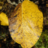 Flora Leafs A Tree Publicdomain (9)