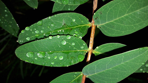 Leafs; Publicdomain; Cc0; Freeimage;.jpg