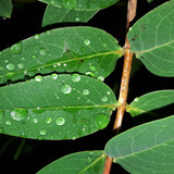 Leafs; Publicdomain; Cc0; Freeimage;