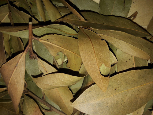 Leafs; Publicdomain; Cc0; Freeimage;.jpg