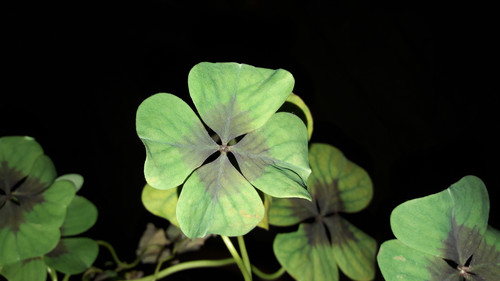 Leafs; Publicdomain; Cc0; Freeimage;.jpg