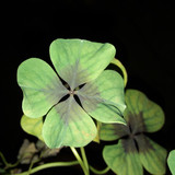 Leafs; Publicdomain; Cc0; Freeimage;