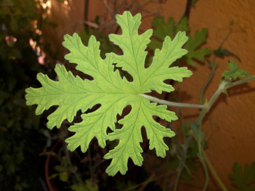 Leafs; Publicdomain; Cc0; Freeimage;.jpg