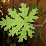 Leafs; Publicdomain; Cc0; Freeimage;