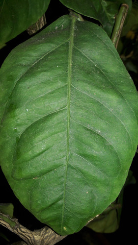 Leafs; Publicdomain; Cc0; Freeimage;.jpg
