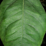 Leafs; Publicdomain; Cc0; Freeimage;