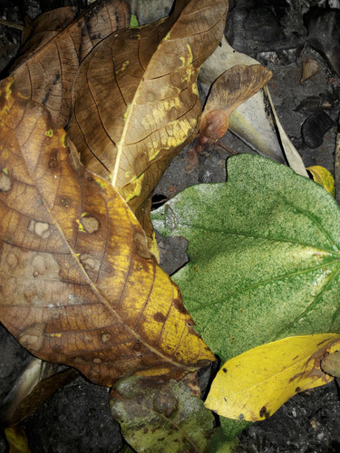 Leafs; Publicdomain; Cc0; Freeimage;.jpg