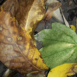 Leafs; Publicdomain; Cc0; Freeimage;