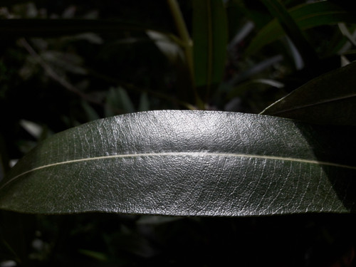 Leafs; Publicdomain; Cc0; Freeimage;.jpg