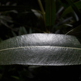 Leafs; Publicdomain; Cc0; Freeimage;