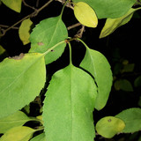 Leafs; Publicdomain; Cc0; Freeimage;