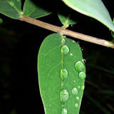 Leafs; Publicdomain; Cc0; Freeimage;