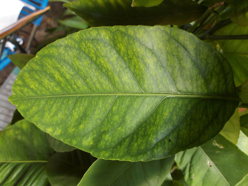 Leafs; Publicdomain; Cc0; Freeimage;.jpg