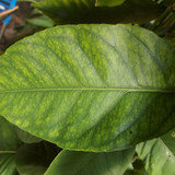 Leafs; Publicdomain; Cc0; Freeimage;