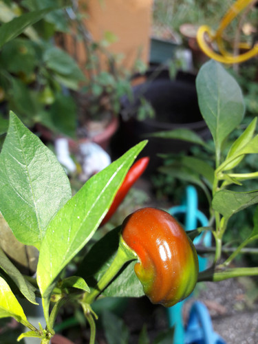 The Nature Of The Near Position.jpg