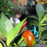 The Nature Of The Near Position