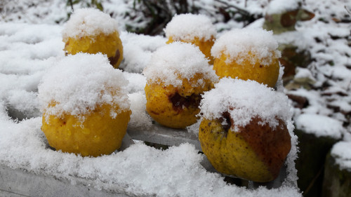 Snowy Apple Fruits.jpg