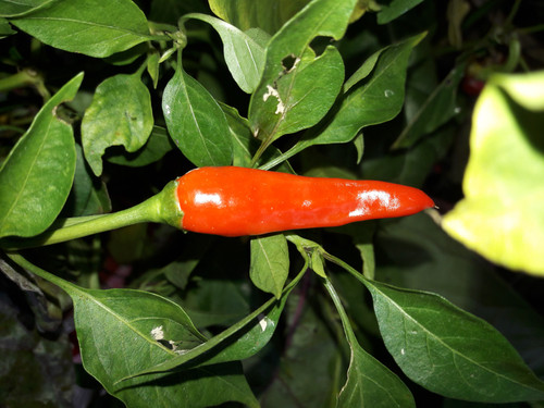 Flower Leaf Plants.jpg