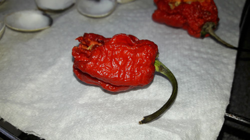 Nature Environment Macro.jpg