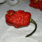 Nature Environment Macro