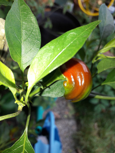 The Nature Of The Near Position.jpg