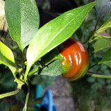 The Nature Of The Near Position