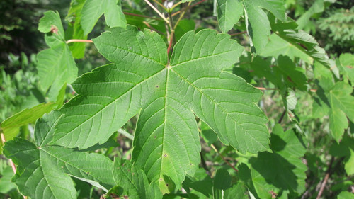 Leafs; Publicdomain; Cc0; Freeimage;.jpg
