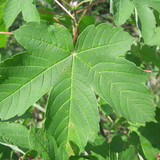 Leafs; Publicdomain; Cc0; Freeimage;