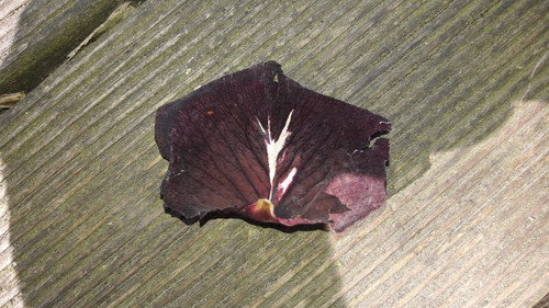 Leafs; Publicdomain; Cc0; Freeimage;.jpg