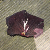 Leafs; Publicdomain; Cc0; Freeimage;