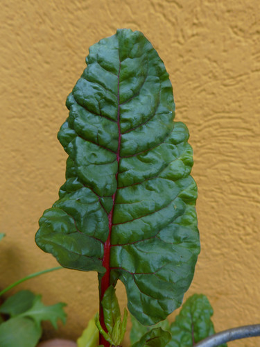 Leafs; Publicdomain; Cc0; Freeimage;.jpg