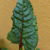 Leafs; Publicdomain; Cc0; Freeimage;