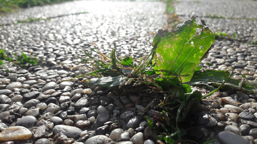 Leafs; Publicdomain; Cc0; Freeimage;.jpg