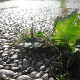 Leafs; Publicdomain; Cc0; Freeimage;