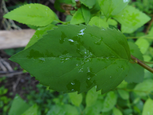 Leafs; Publicdomain; Cc0; Freeimage;.jpg