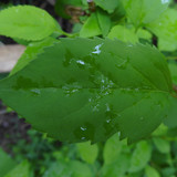 Leafs; Publicdomain; Cc0; Freeimage;