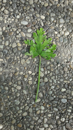 Leafs; Publicdomain; Cc0; Freeimage;.jpg