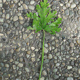 Leafs; Publicdomain; Cc0; Freeimage;